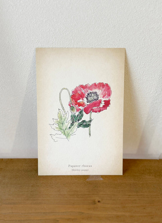 Wildflowers series postcard: red daisy