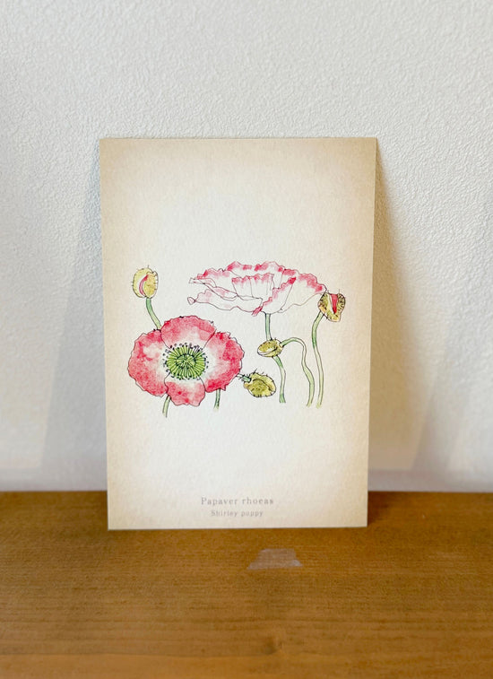 Wildflowers series postcard: Red daisy 2