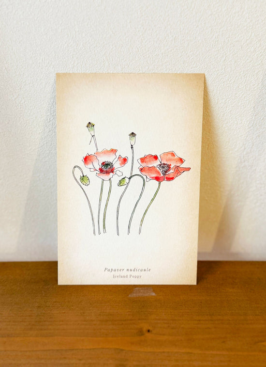 Wildflowers series postcard: red daisy 3