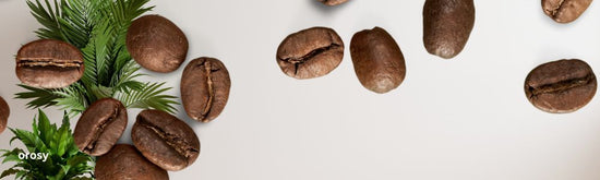 Retailer’s A-List: Orosy’s 2024 Catalog of Coffee Perfection