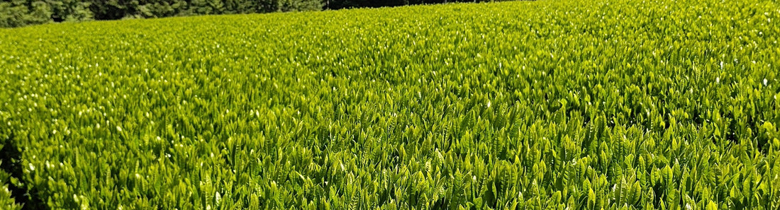 Yamatomo Farm Co., Ltd.