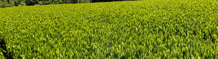 Yamatomo Farm Co., Ltd.