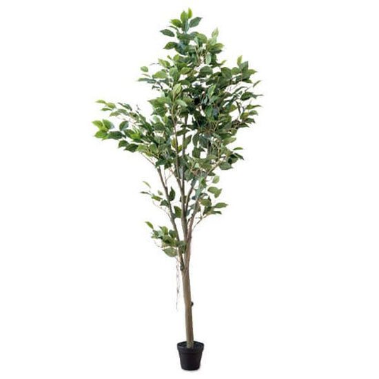 80955 [PLUS THE GREEN] Ficus tree