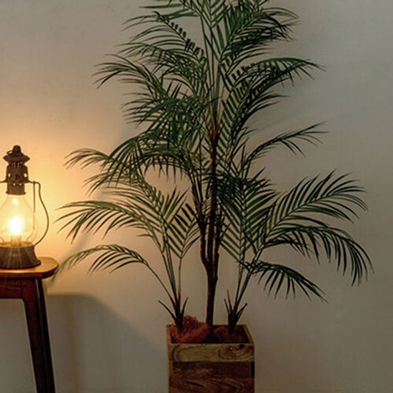 81023 [PLUS THE GREEN] Areca palm