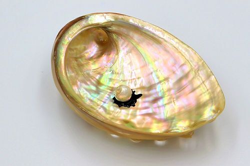 Pearl Shell Tray -Awabi
