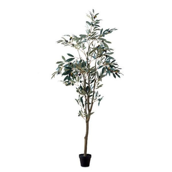 80954 [PLUS THE GREEN] Olive tree