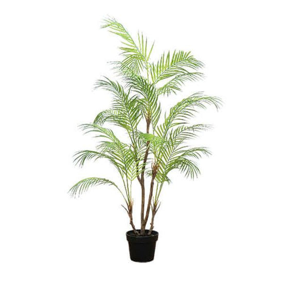 81023 [PLUS THE GREEN] Areca palm