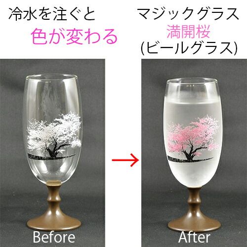 [Cold beer glass (cherry blossom in full bloom)