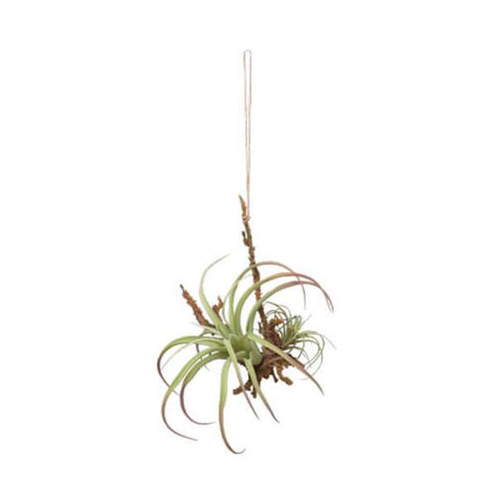 80916 [PLUS THE GREEN] hanging air plant L