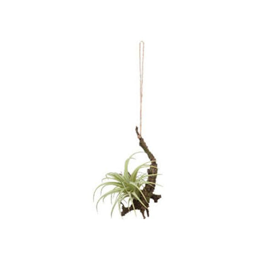 80915 [PLUS THE GREEN] hanging air plant S