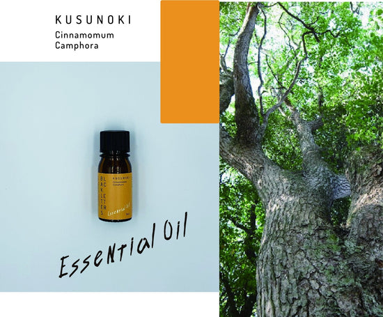 essential oil5ml-camphor tree