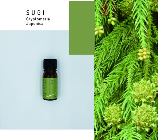 essential oil5ml-Japanese cedar