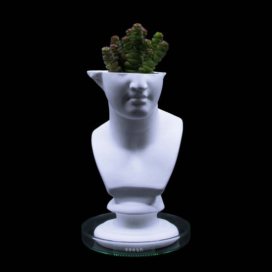 Venus Cactus Pot
